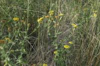 Pulicaria dysenterica