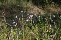 Succisa pratensis