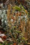 Teucrium scorodonia