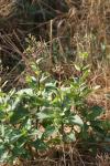 Scrophularia nodosa