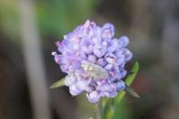 Succisa pratensis