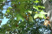 Acer pseudoplatanus