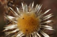 Carlina vulgaris