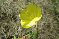 Oenothera glazioviana