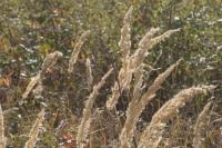 Calamagrostis