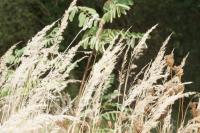 Calamagrostis
