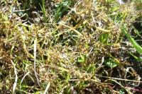 Cyperus fuscus