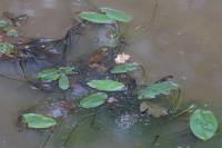 Potamogeton natans