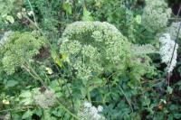 Angelica sylvestris