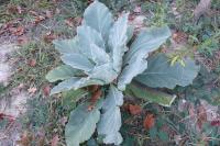 Verbascum thapsus