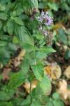 Mentha aquatica