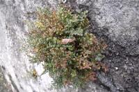 Asplenium ruta-muraria