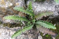 Asplenium ceterach