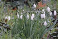 Galanthus nivalis