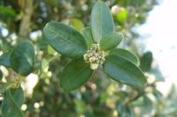 Buxus sempervirens
