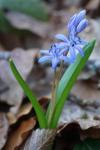 Scilla bifolia