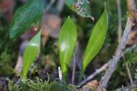 Allium ursinum