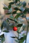 Ruscus aculeatus