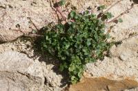 Cymbalaria muralis