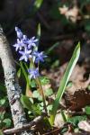 Scilla bifolia