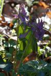 Corydalis solida