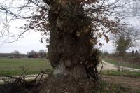 Castanea sativa