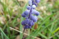 Muscari neglectum