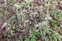 Microthlaspi perfoliatum