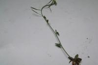 Arabidopsis thaliana