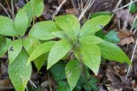 Mercurialis perennis