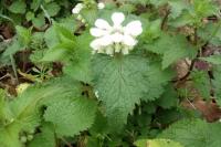 Lamium album
