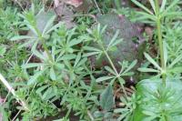 Galium aparine