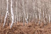 Betula pubescens