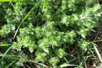 Cruciata laevipes