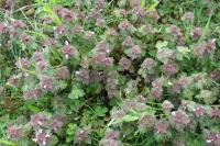 Lamium hybridum