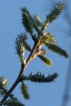 Salix caprea