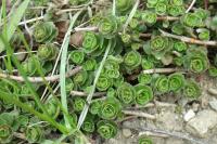 Phedimus spurius