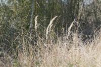 Calamagrostis