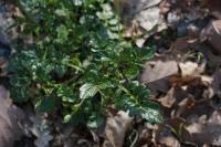 Barbarea vulgaris