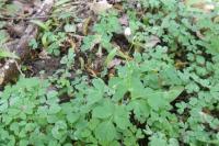 Isopyrum thalictroides