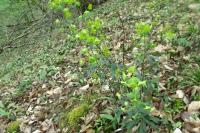 Euphorbia amygdaloides