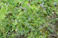 Myosotis ramosissima