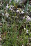 Cardamine pratensis