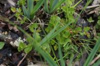 Lysimachia nummularia
