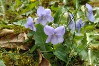 Viola reichenbachiana