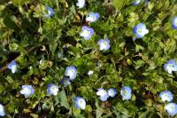 Veronica persica