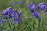 Hyacinthoides non-scripta
