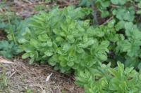 Hylotelephium telephium