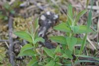 Hypericum hirsutum