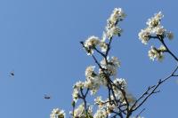 Prunus spinosa